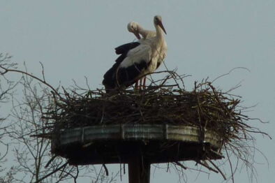Storchenpaar in Quitzow